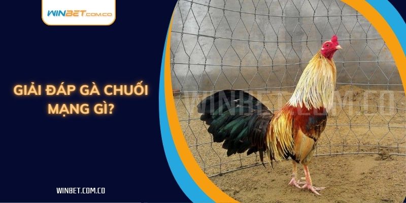 Giải đáp gà chuối mạng gì?