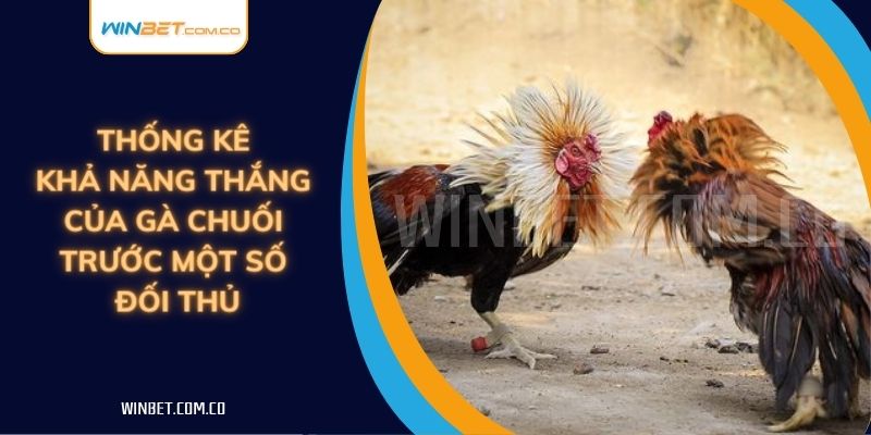 Thống kê khả năng thắng của gà chuối trước một số đối thủ