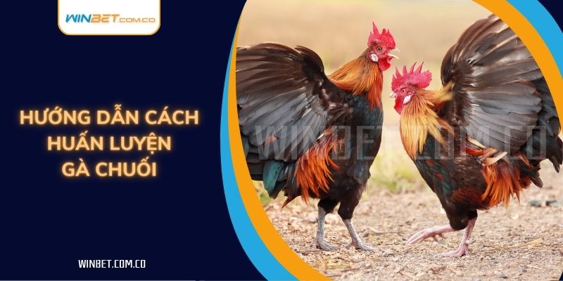 Hướng dẫn cách huấn luyện gà chuối