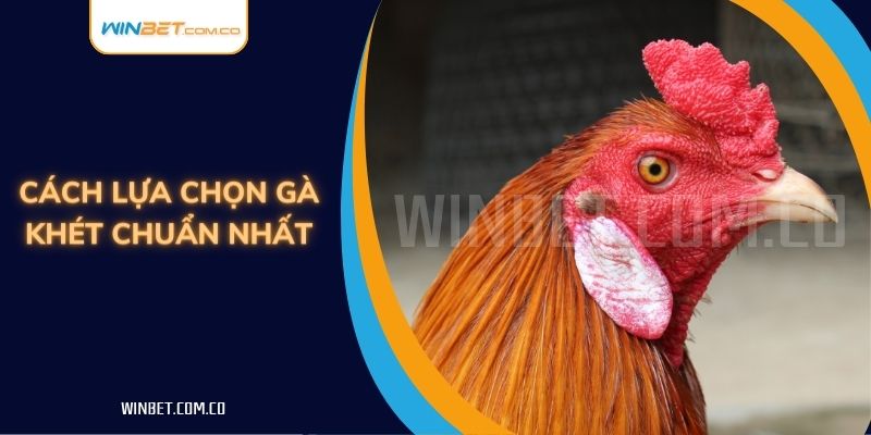 Cách lựa chọn gà khét chuẩn nhất