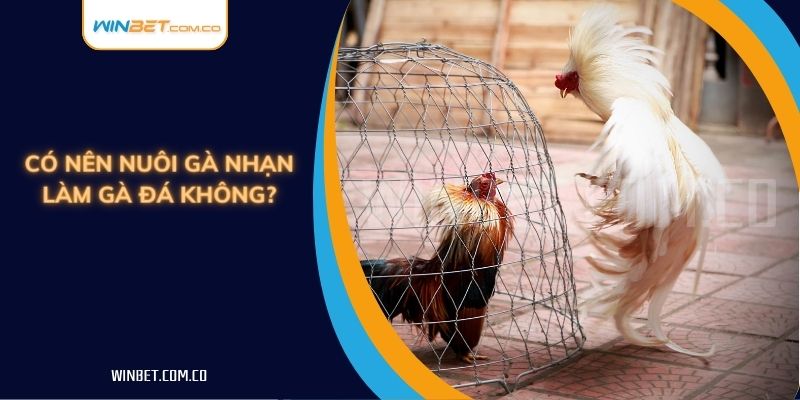 Có nên nuôi gà nhạn làm gà đá không?