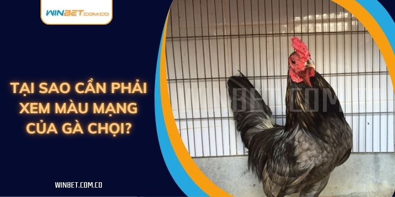 Tại sao cần phải xem màu mạng của gà chọi?