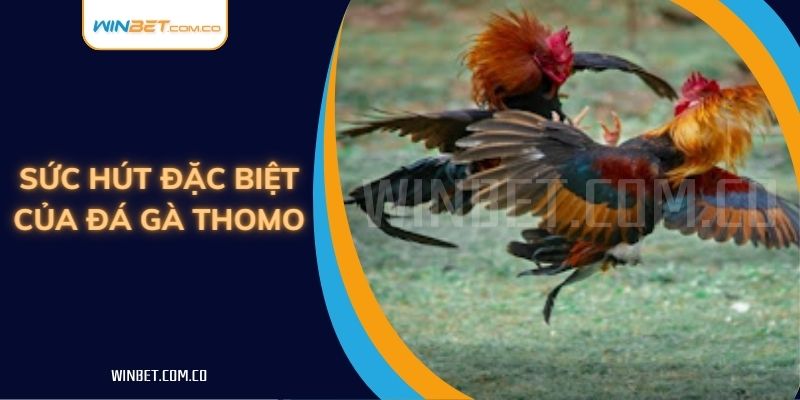 Sức hút đặc biệt của đá gà Thomo