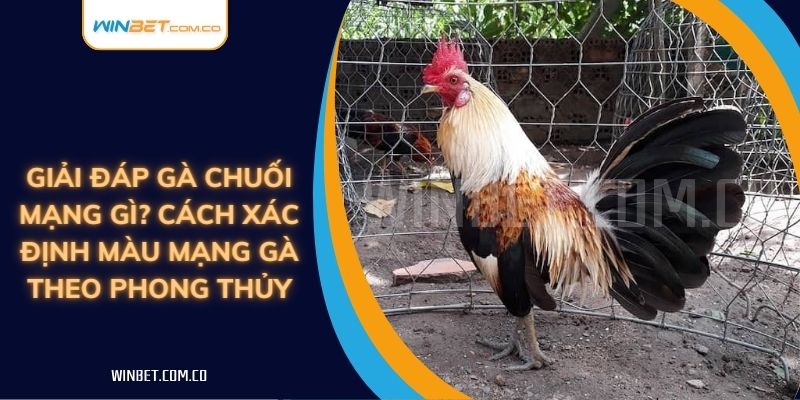 Giải Đáp Gà Chuối Mạng Gì? Cách Xác Định Màu Mạng Gà Theo Phong Thủy