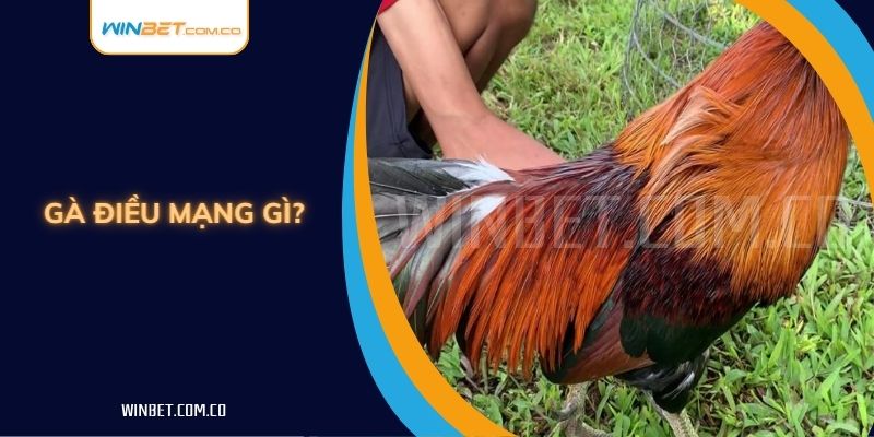 Giải Đáp Gà Điều Mạng Gì?