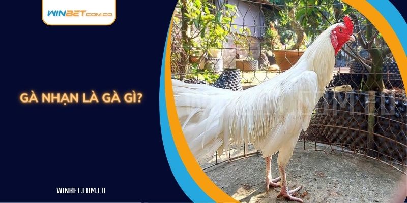 Gà Nhạn Là Gà Gì? Cẩm Nang A -Z Về Gà Nhạn Kê Thủ Cần Biết